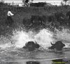 Bufali nelle paludi pontine.jpg